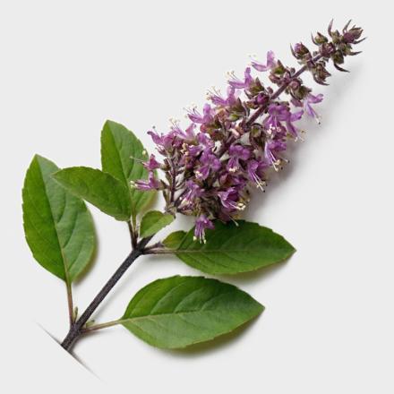 Königsbasilikum Tulsi mit Blättern und Blüte als Zutat im YAIHO Bio Soul Drink