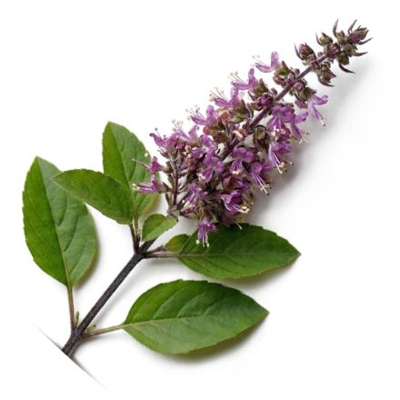 Königsbasilikum Tulsi mit Blättern und Blüte als Zutat im YAIHO Bio Soul Drink